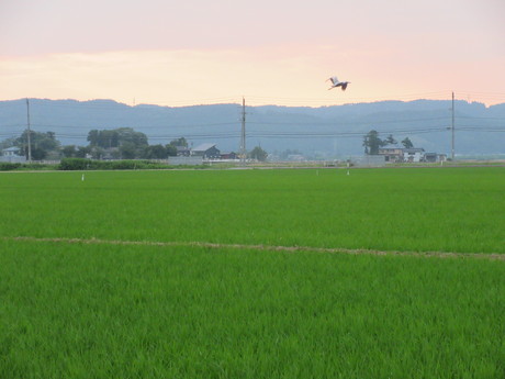 青鷺飛ぶ･合歓満開_a0203003_19392775.jpg