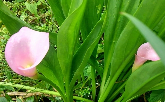 カラーの花が咲きました(癶ε癶о)_d0306603_10232590.jpg