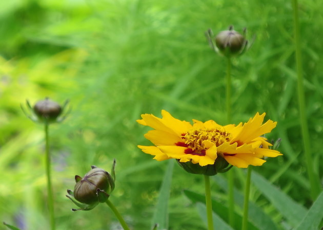 胸張るそばの花_a0214206_23293320.jpg