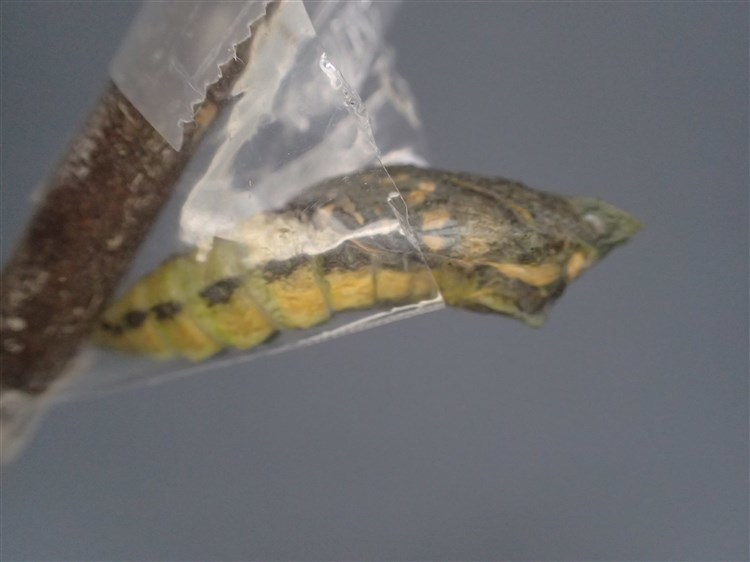 キアゲハ 羽化 おらんくの自然満喫 キアゲハ 羽化 おらんくの自然満喫