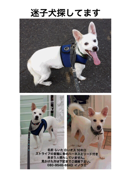 迷子犬探しています_f0327308_16384779.png