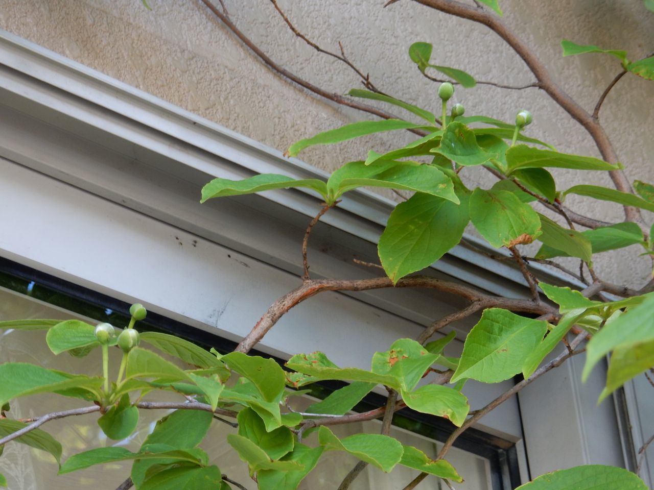 意外に晴れ上がった札幌 虫達も蠢(うごめ)く_c0025115_21512169.jpg
