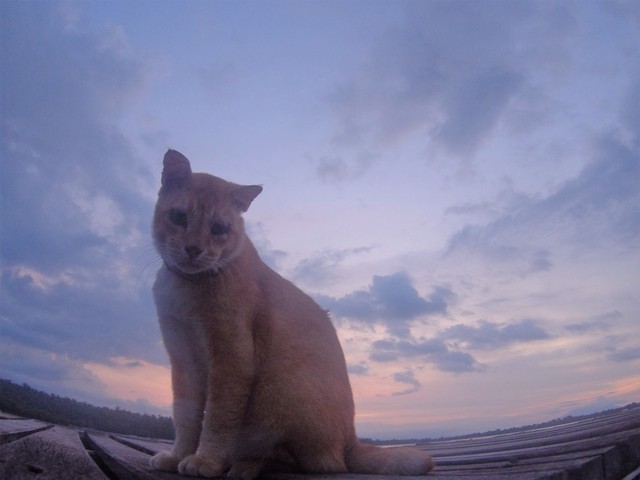 仲良しなウミウシ_c0211615_12204786.jpg