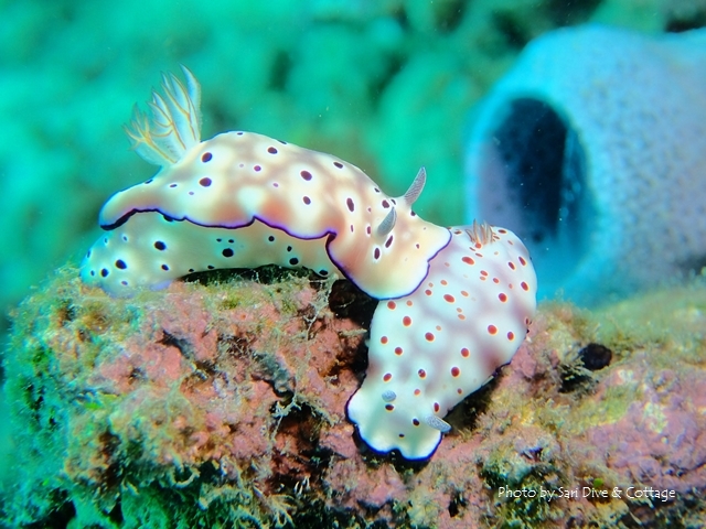仲良しなウミウシ_c0211615_1231989.jpg