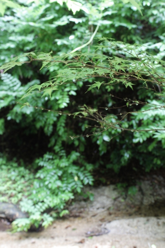 素敵すぎる茶室で_b0220318_20101312.jpg