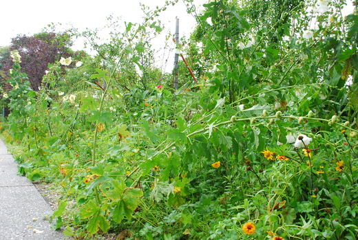 e0135518_1435444.jpg