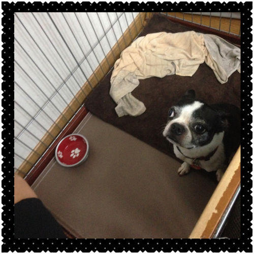 臨時休校と反省ワンコ♪_c0211221_21152981.jpeg
