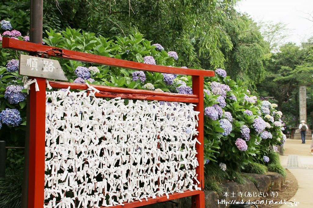 あじさい寺と言われる本土寺に撮影に_e0052135_22032587.jpg