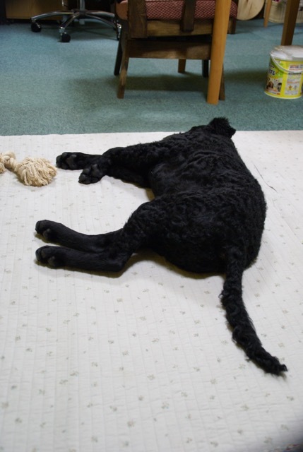 犬の輸入 No 1 Pippi The Cute Curly