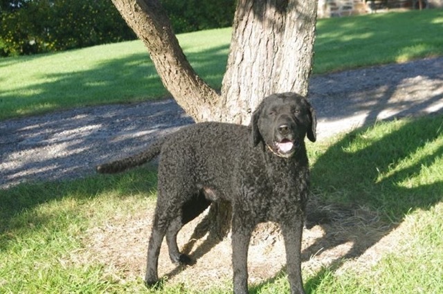 犬の輸入 No 1 Pippi The Cute Curly