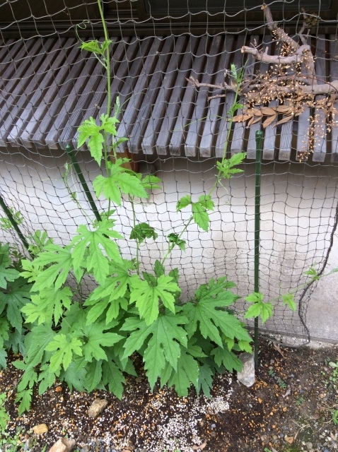 a0307846_09315720.jpeg