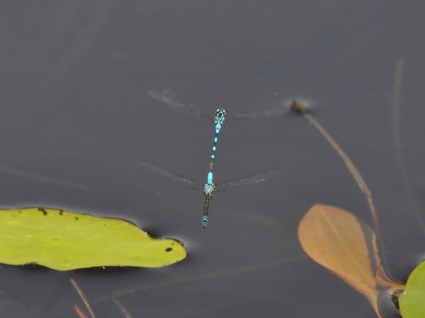 c0045352_7191311.jpg