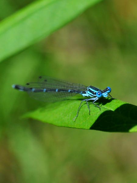 c0045352_7201445.jpg
