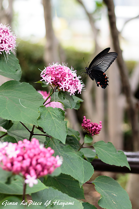 花のある風景 花と蝶_b0133053_011562.jpg