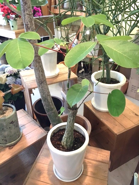 観葉植物がいい季節_a0201358_2073813.jpg