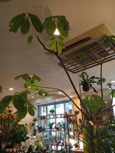 観葉植物がいい季節_a0201358_2084071.jpg