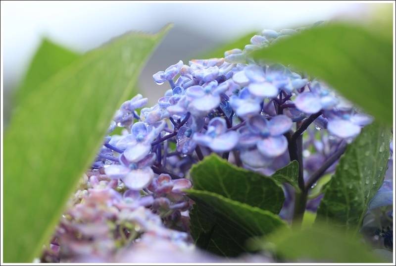 雫をまとったおたふく紫陽花と花菖蒲♪_a0167759_160526.jpg