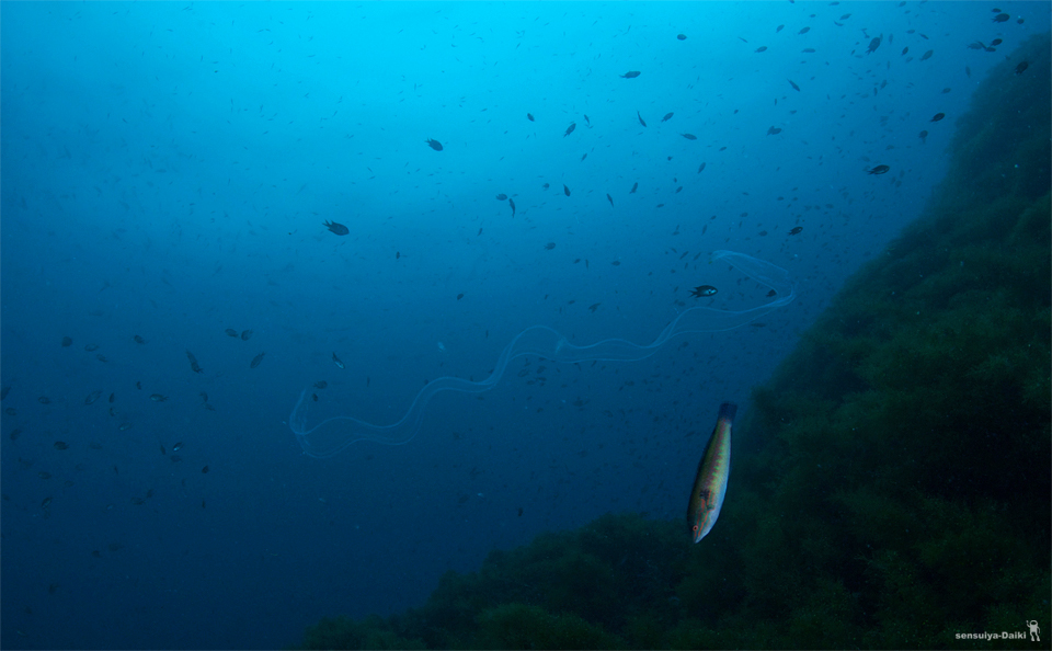 オオグリにて...☆冠島&音海_e0158261_749539.jpg
