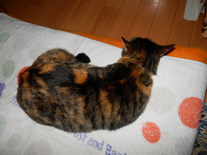 ’16,6,23(木)キャ~!ひまわりがキョンに!_f0060461_19425844.jpg