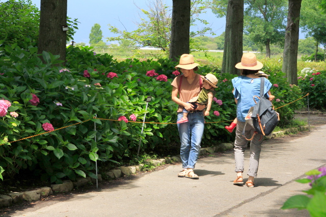 紫陽花に包まれて～芦刈園_b0055171_2324479.jpg