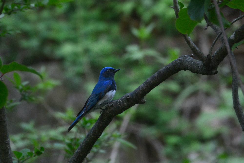 オオルリ　雄と幼鳥_f0053272_11194171.jpg