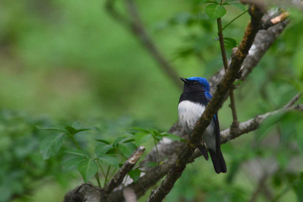 オオルリ 雄と幼鳥_f0053272_1120790.jpg