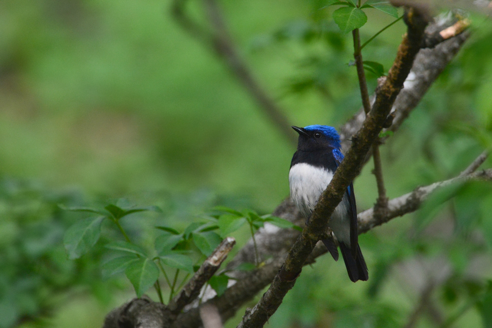 オオルリ　雄と幼鳥_f0053272_1120790.jpg