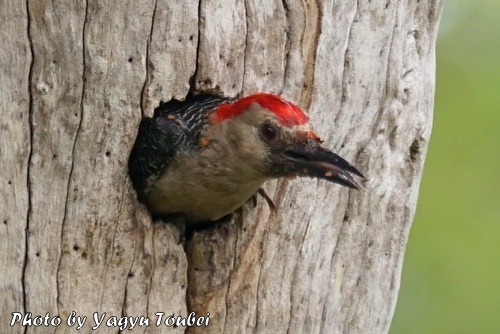 顔の黒い Golden-Fronted Woodpecker （ゴールデンフロンテッド　ウッドペッカー）_b0132475_115674.jpg