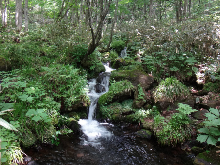 オサバグサの黒姫山（長野県信濃町）_d0182075_43446100.jpg