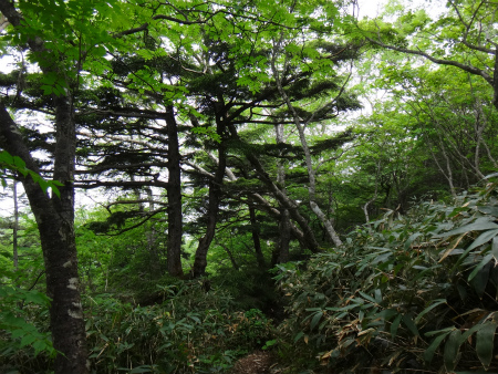 オサバグサの黒姫山（長野県信濃町）_d0182075_46533.jpg