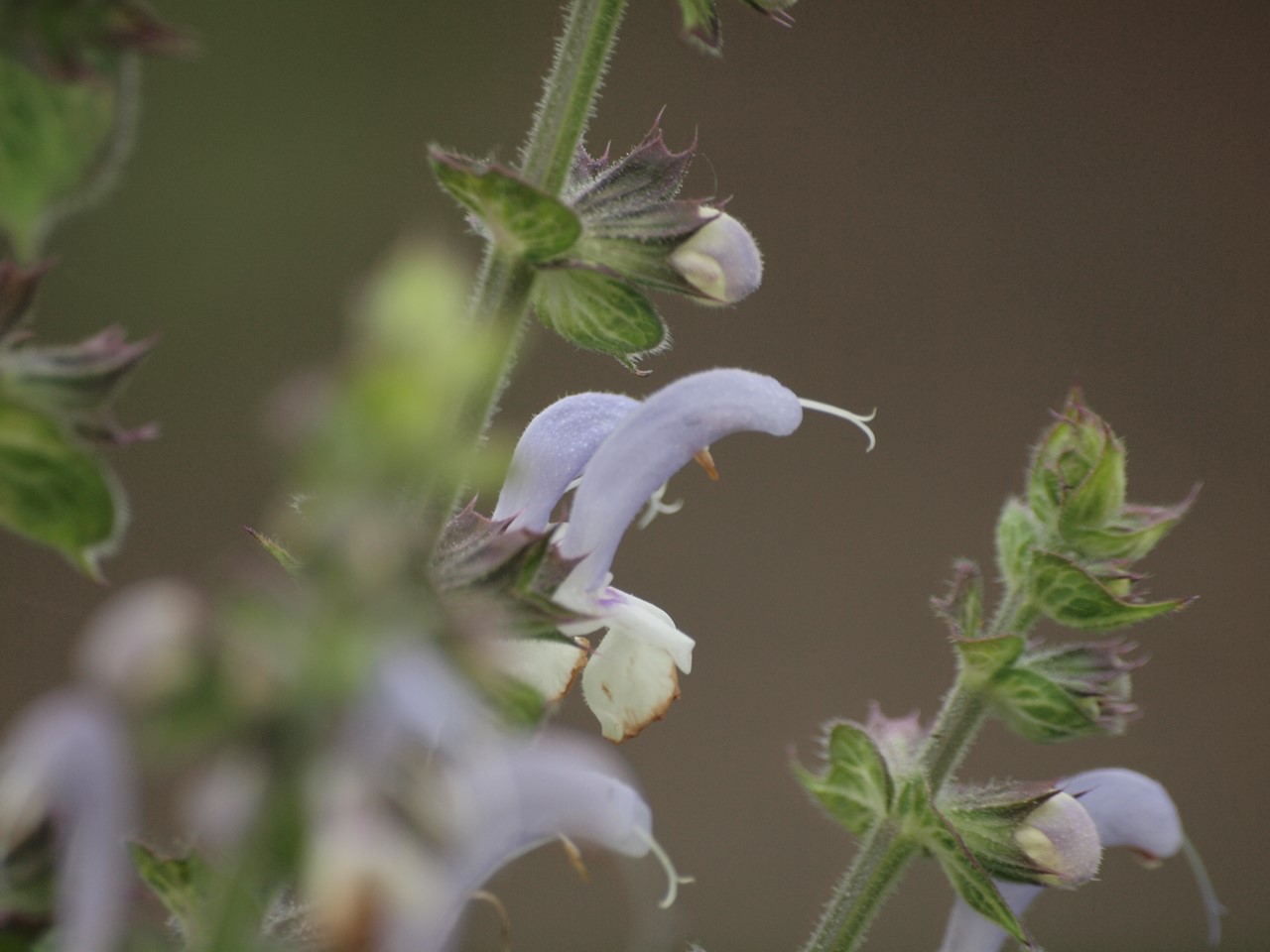 『クラリーセージとロシアンセージとチャボトケイソウ等の花達・・・』_d0054276_20195518.jpg