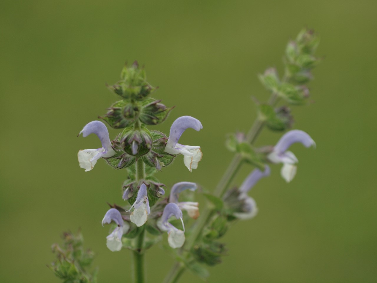 『クラリーセージとロシアンセージとチャボトケイソウ等の花達・・・』_d0054276_2020674.jpg