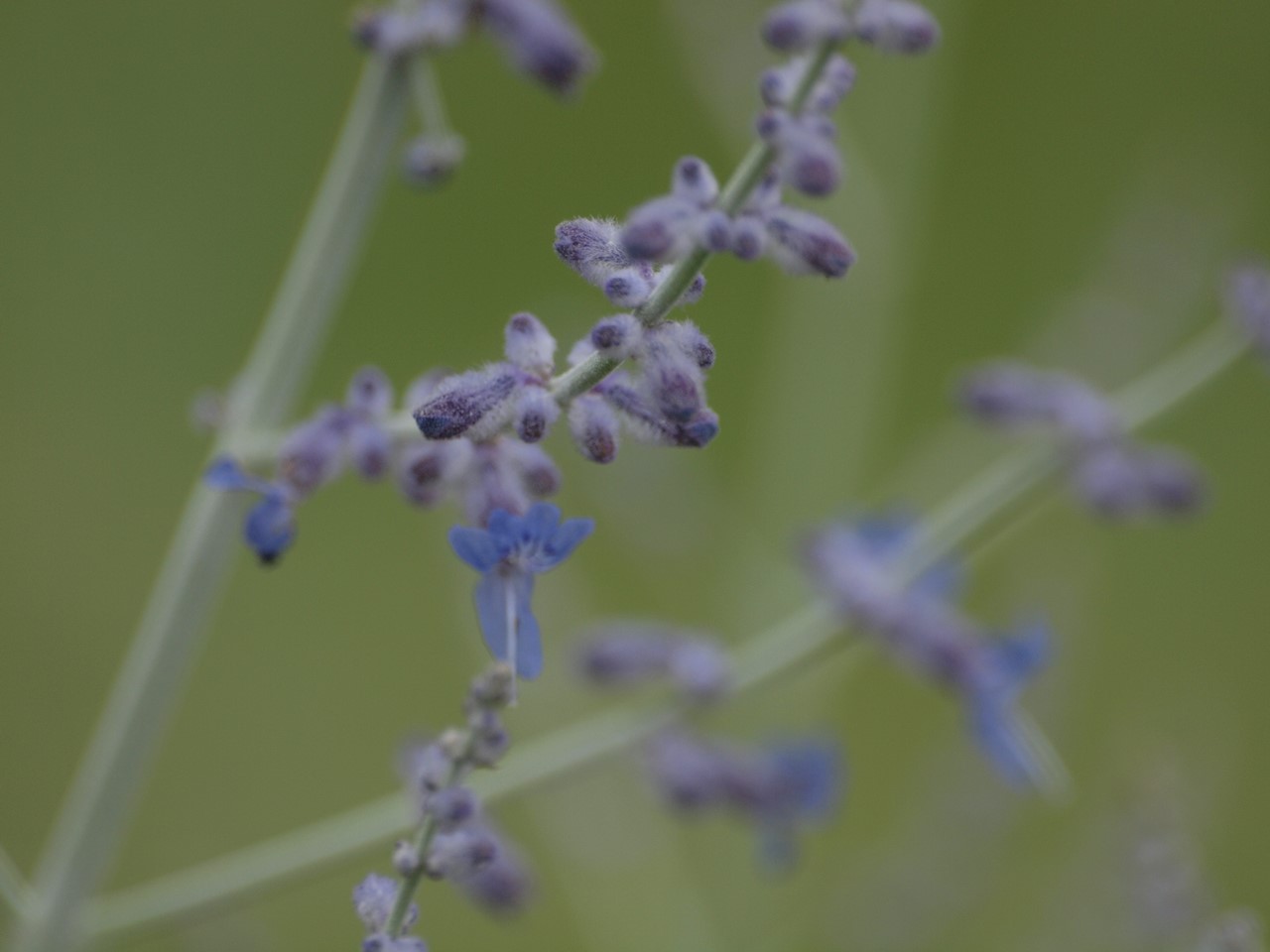 『クラリーセージとロシアンセージとチャボトケイソウ等の花達・・・』_d0054276_2021122.jpg