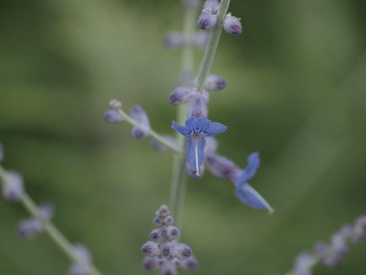 『クラリーセージとロシアンセージとチャボトケイソウ等の花達・・・』_d0054276_20211254.jpg