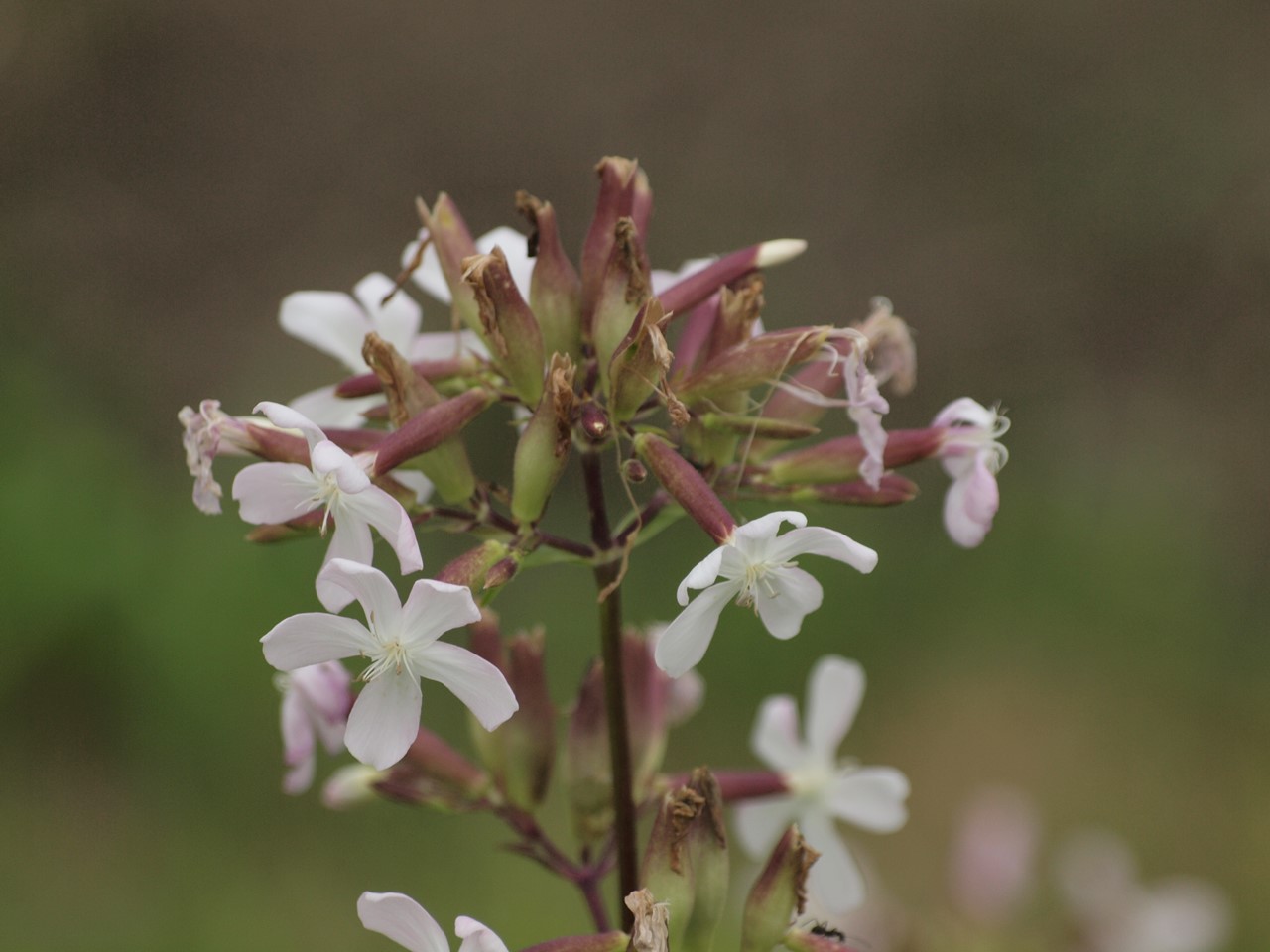 『クラリーセージとロシアンセージとチャボトケイソウ等の花達・・・』_d0054276_20224563.jpg