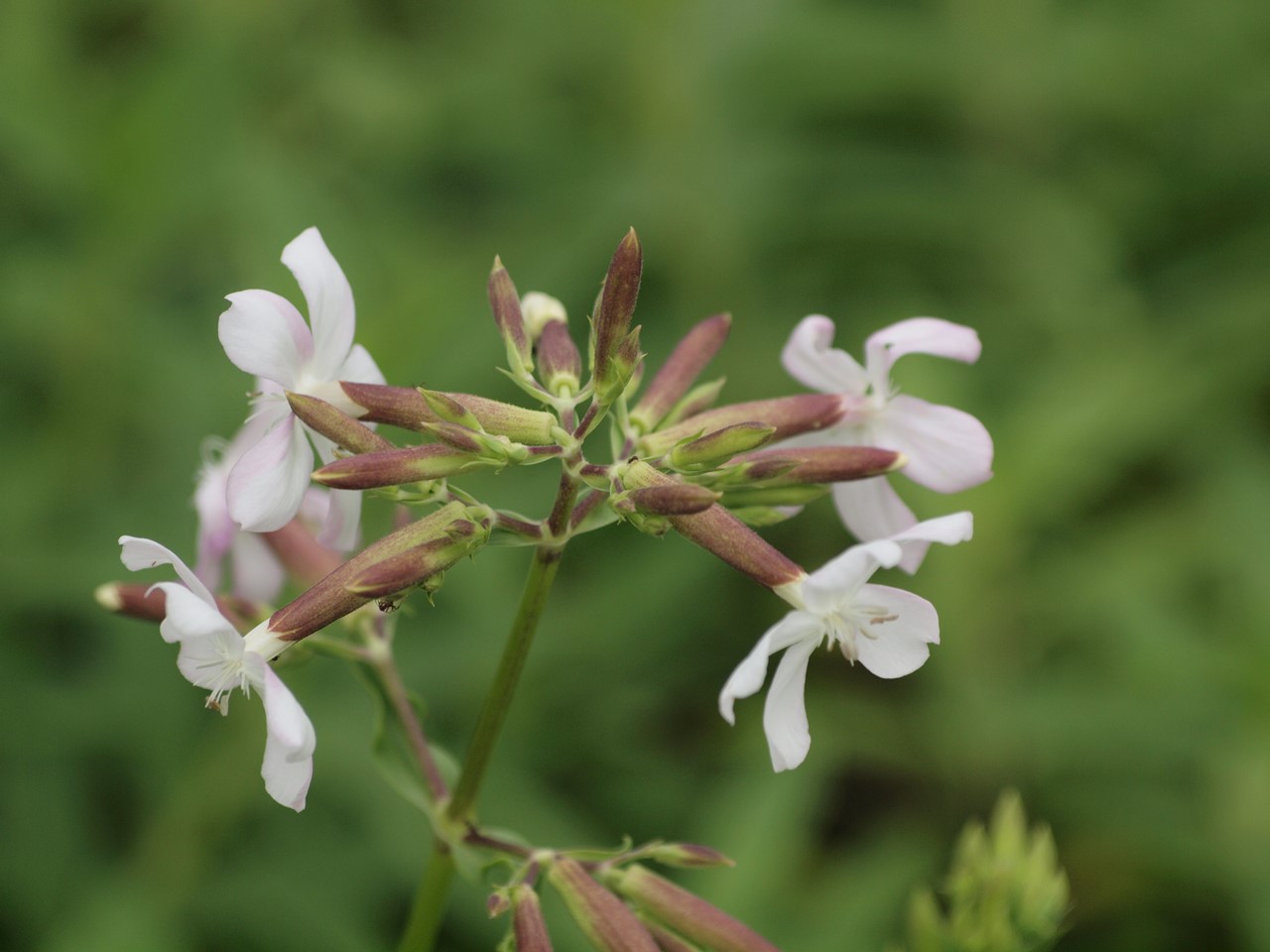 『クラリーセージとロシアンセージとチャボトケイソウ等の花達・・・』_d0054276_20225587.jpg