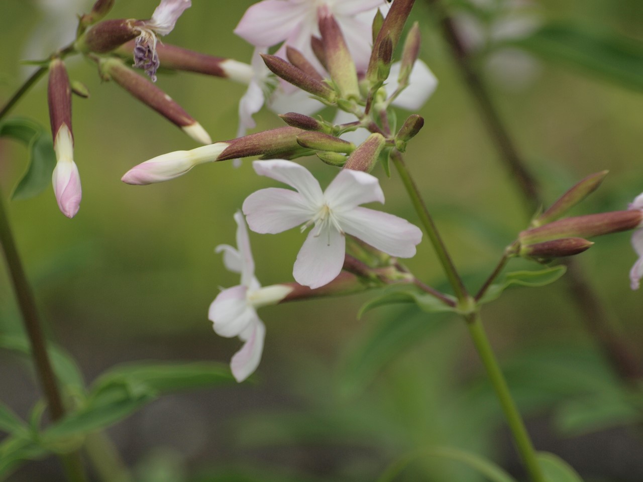 『クラリーセージとロシアンセージとチャボトケイソウ等の花達・・・』_d0054276_20231947.jpg