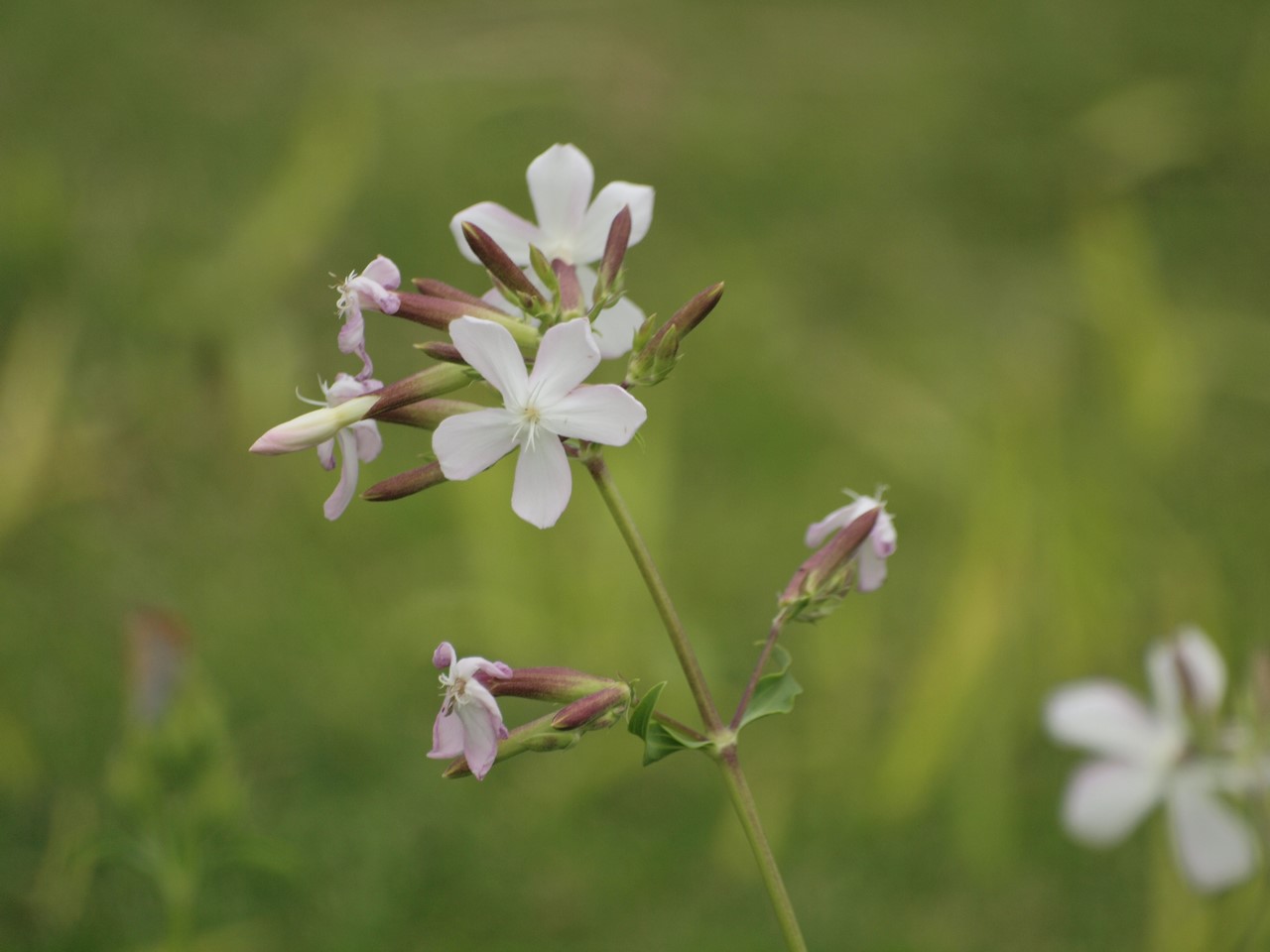 『クラリーセージとロシアンセージとチャボトケイソウ等の花達・・・』_d0054276_2023304.jpg