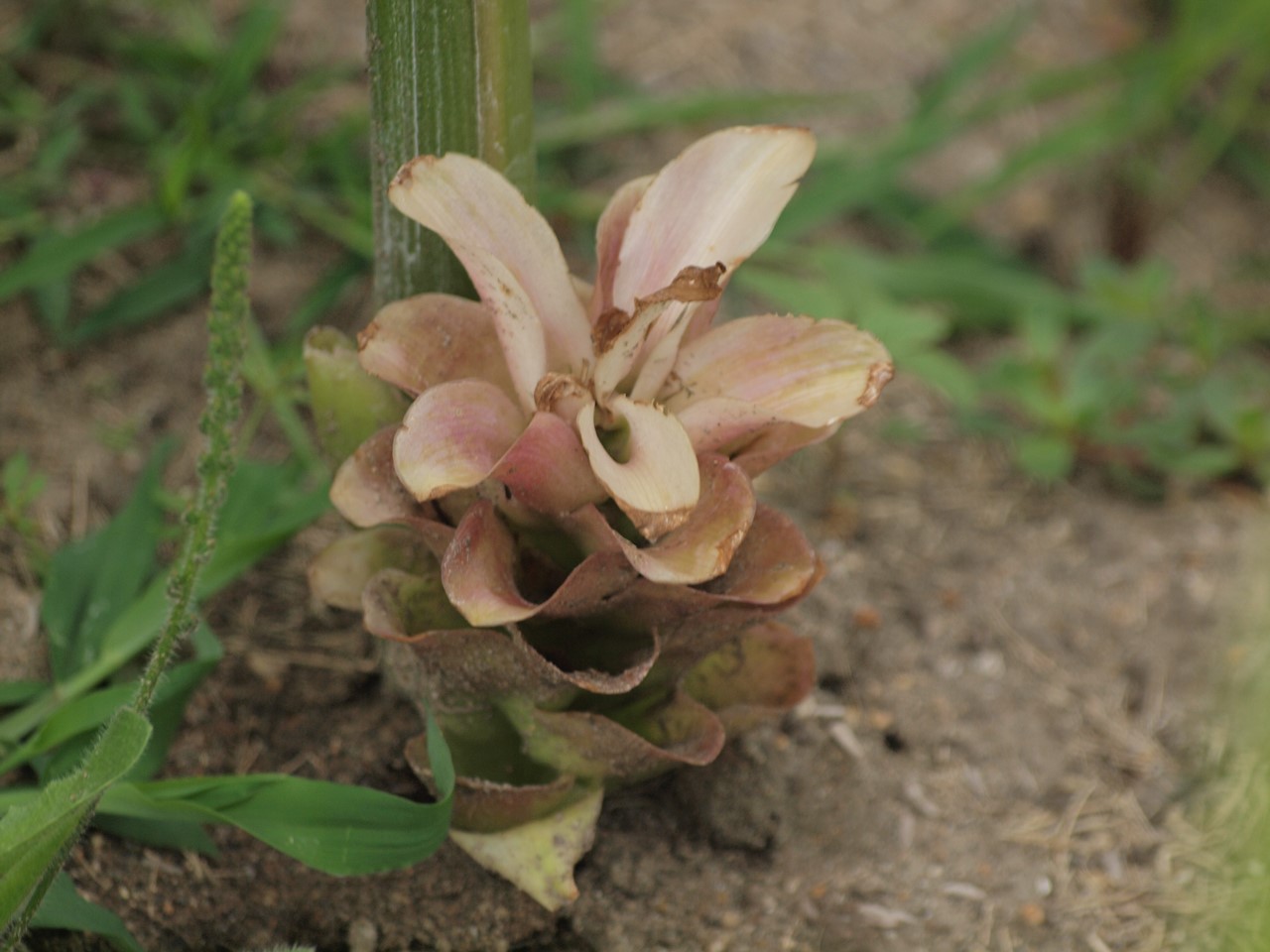 『クラリーセージとロシアンセージとチャボトケイソウ等の花達・・・』_d0054276_2023414.jpg