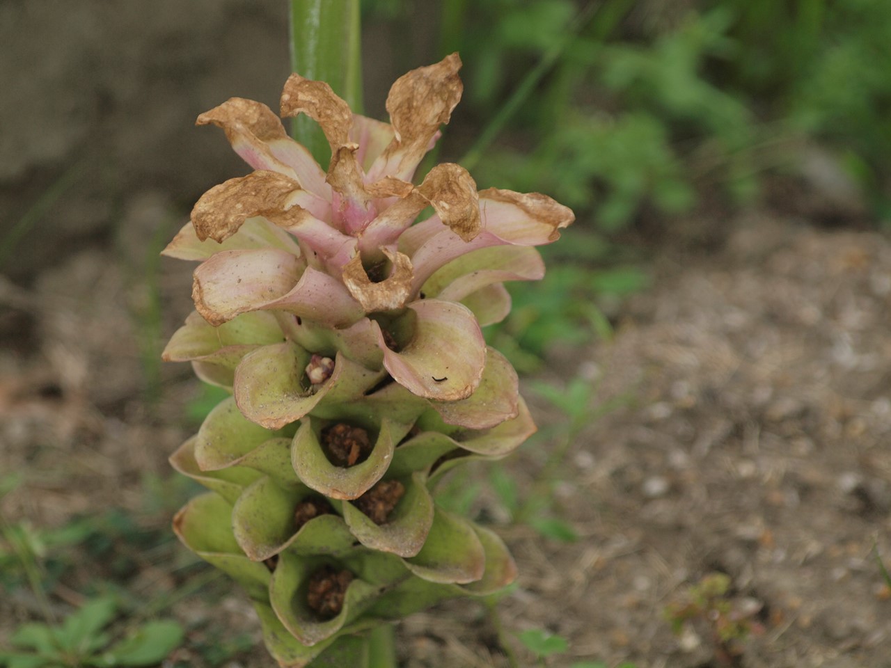 『クラリーセージとロシアンセージとチャボトケイソウ等の花達・・・』_d0054276_20241446.jpg