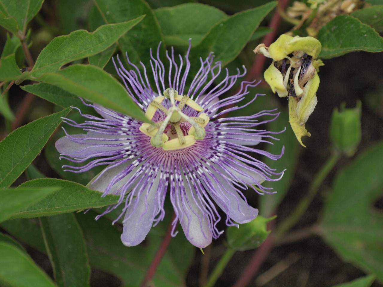 『クラリーセージとロシアンセージとチャボトケイソウ等の花達・・・』_d0054276_20253516.jpg