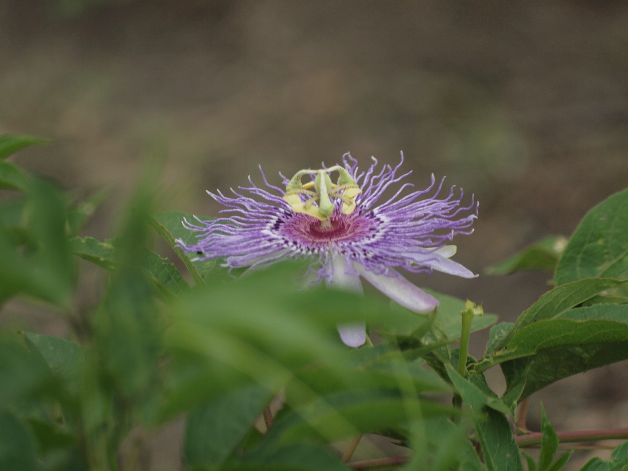 『クラリーセージとロシアンセージとチャボトケイソウ等の花達・・・』_d0054276_20254672.jpg