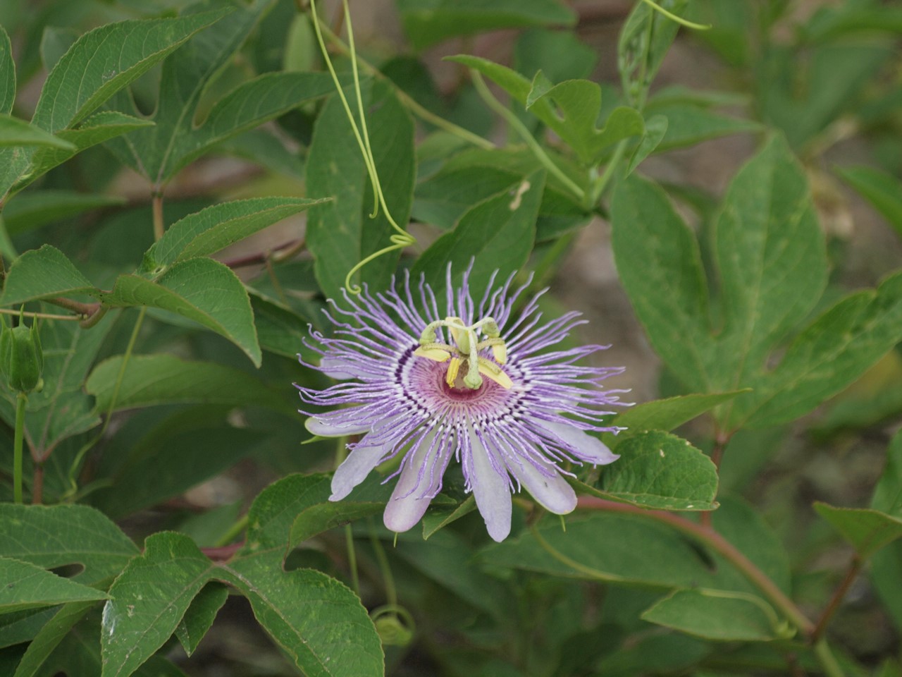 『クラリーセージとロシアンセージとチャボトケイソウ等の花達・・・』_d0054276_20261167.jpg