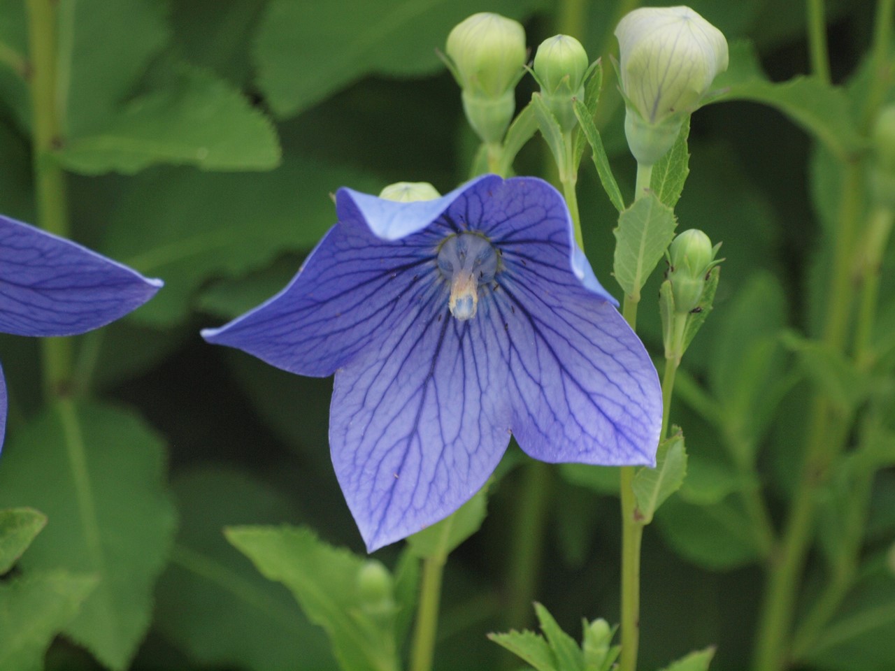 『クラリーセージとロシアンセージとチャボトケイソウ等の花達・・・』_d0054276_20273552.jpg