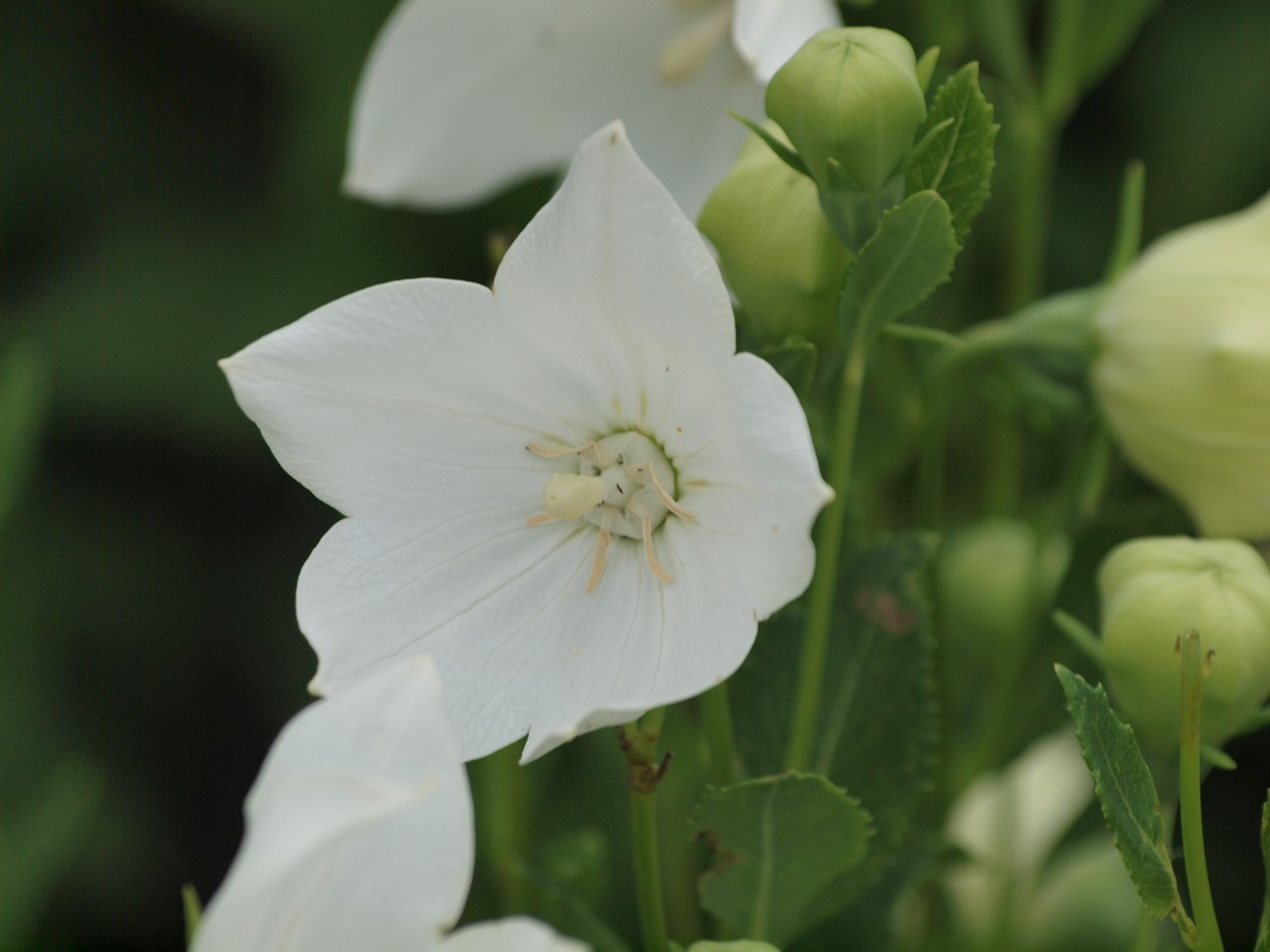 『クラリーセージとロシアンセージとチャボトケイソウ等の花達・・・』_d0054276_2027584.jpg