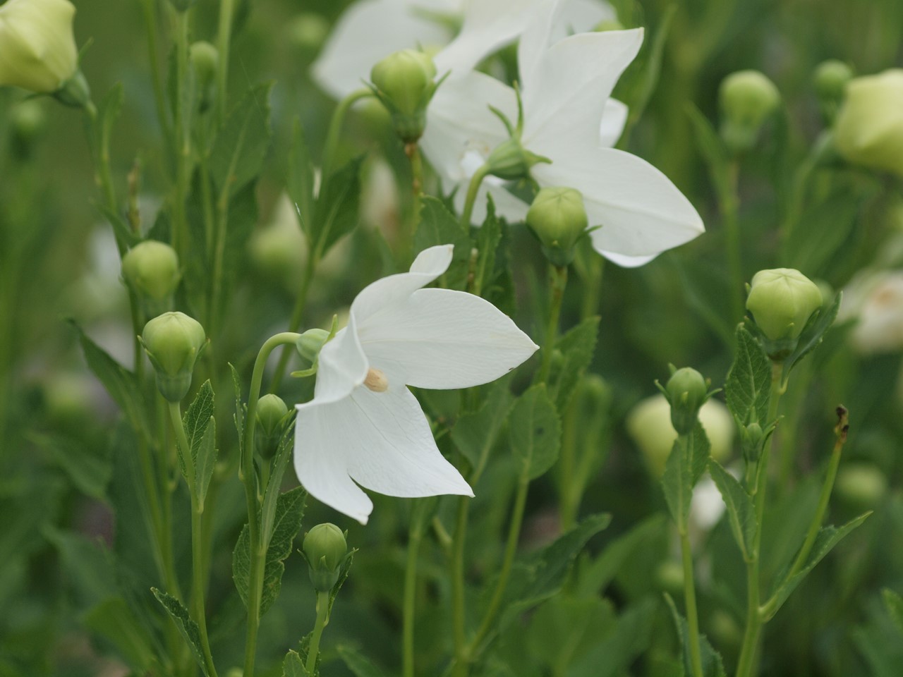 『クラリーセージとロシアンセージとチャボトケイソウ等の花達・・・』_d0054276_20282641.jpg