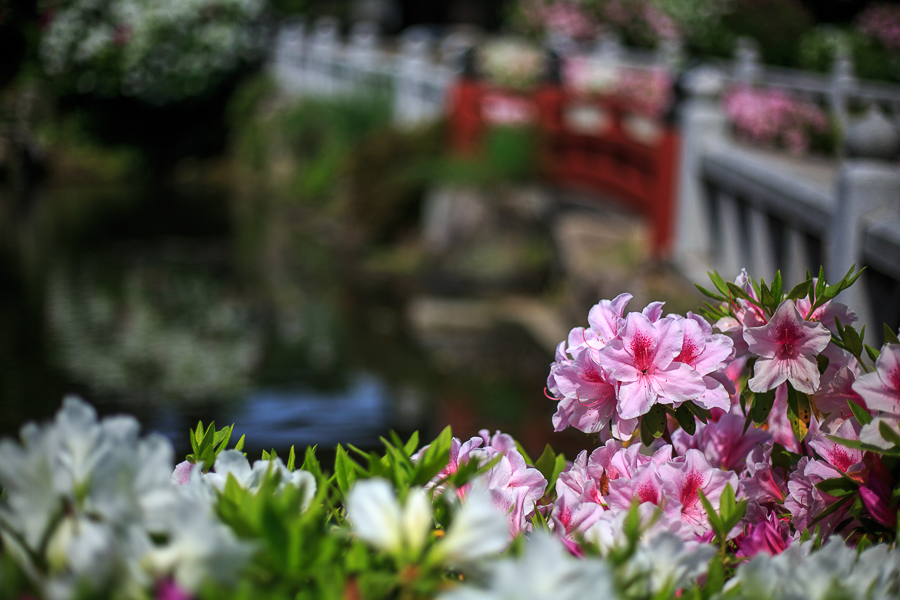 躑躅！　～妙満寺～_b0128581_20203237.jpg