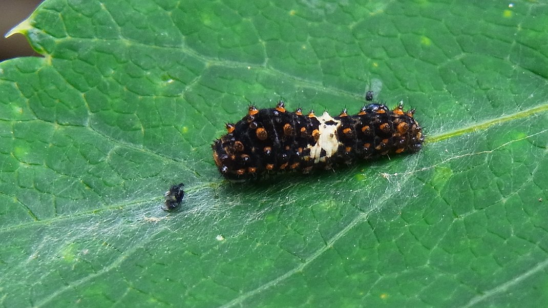 キアゲハの幼虫とジャコウアゲハの卵_f0346184_18102633.jpg