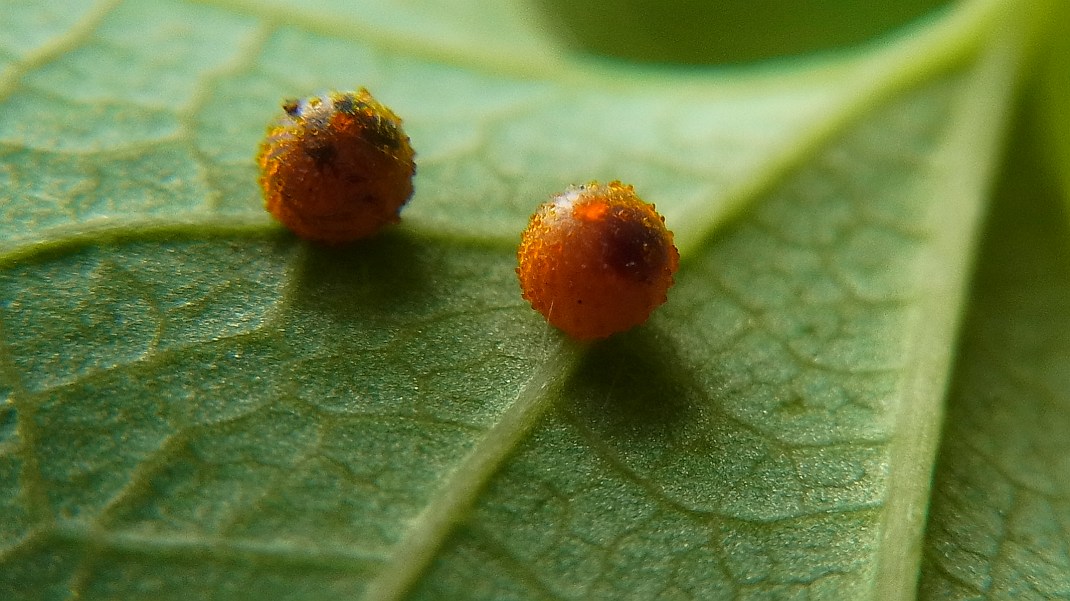 キアゲハの幼虫とジャコウアゲハの卵_f0346184_1819152.jpg