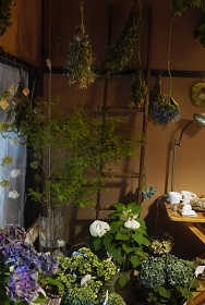 「あじさい展」今年も開催しています!_f0226293_893557.jpg